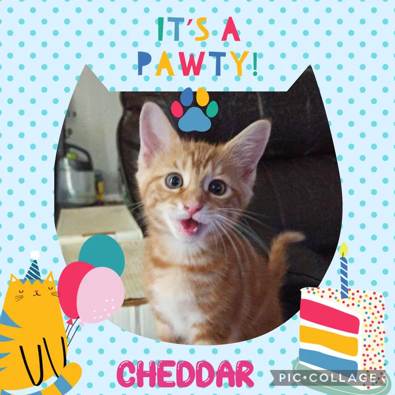 Cheddar