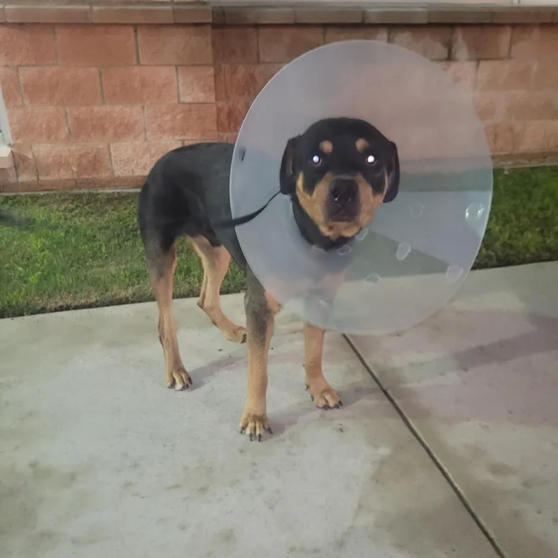 An adult large-sized male Rottweiler dog named FITCH aka Rocky for adoption in Elgin, IL