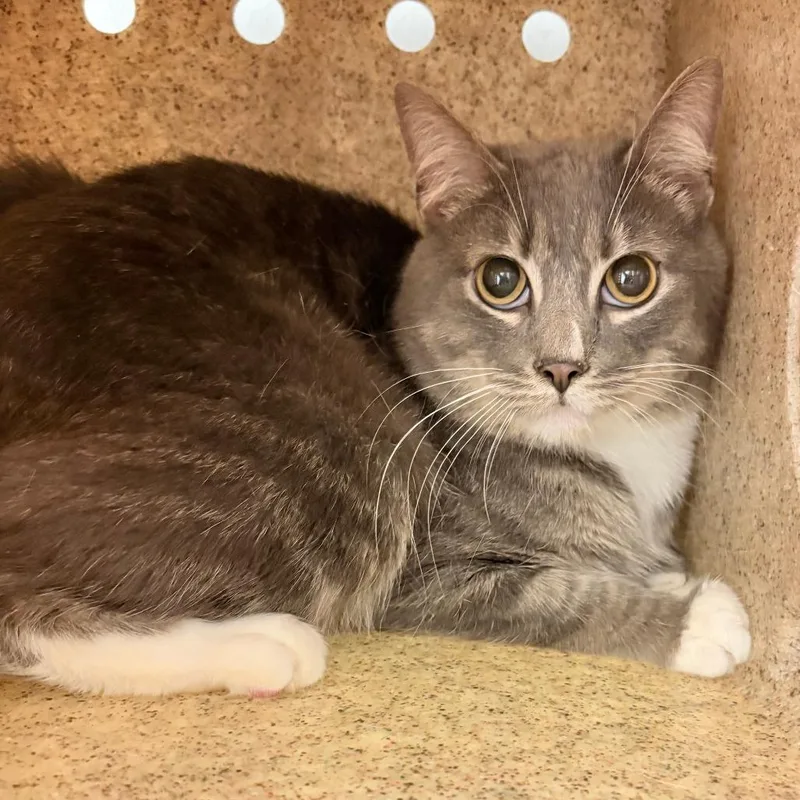 An adult medium-sized male Gray / Blue / Silver Domestic Short Hair cat named Noodles for adoption in Philadelphia, PA