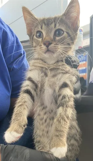 A baby medium-sized male Domestic Short Hair cat named Atreyu for adoption in Dallas, TX