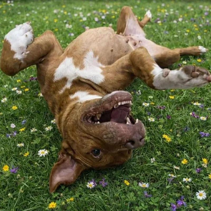 Penelope thumbnail 4