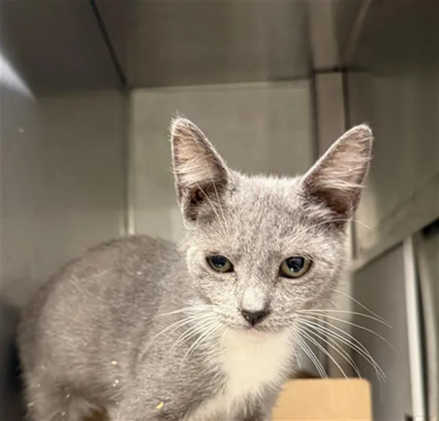 A baby small-sized female Domestic Short Hair cat named Megan for adoption in Baytown, TX