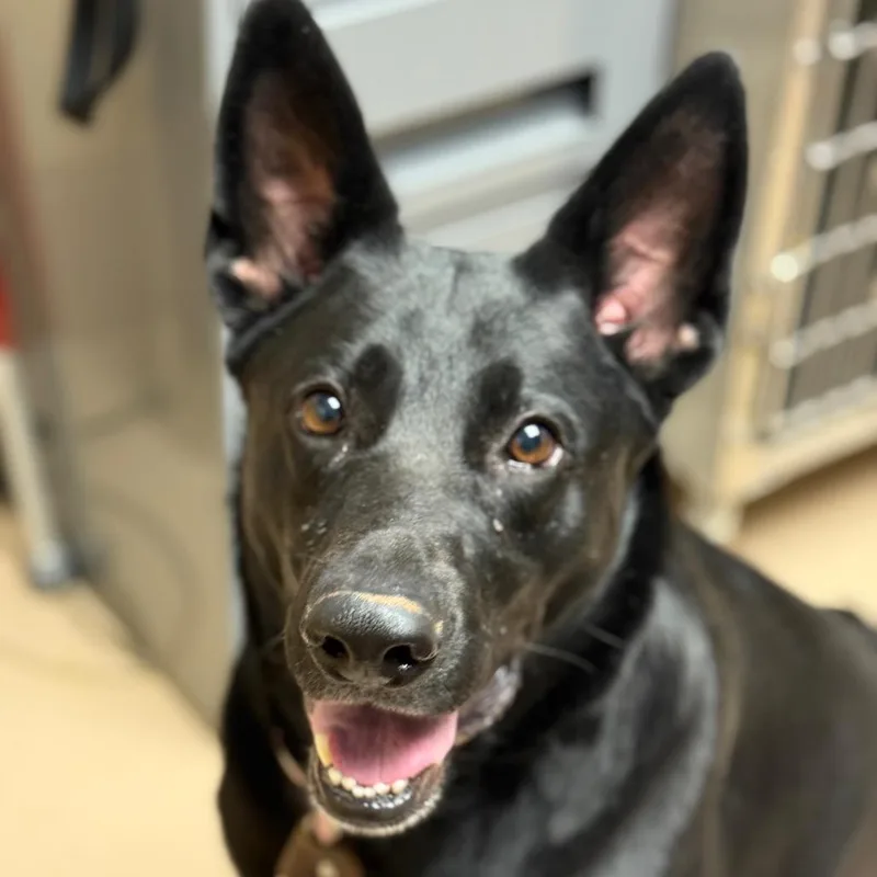 An adult large-sized female Black German Shepherd Dog dog named Molly for adoption in Perkiomenville, PA