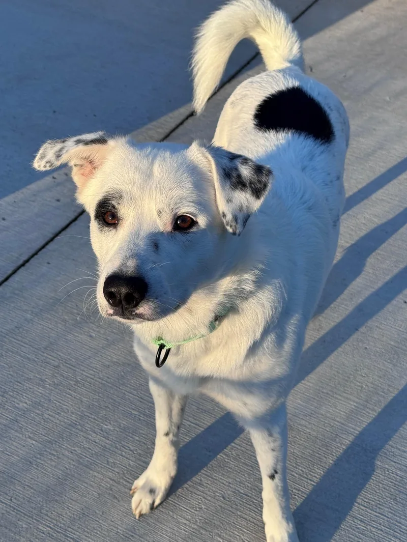 A young medium-sized male White / Cream Australian Cattle Dog / Blue Heeler dog named Ghost for adoption in Hackensack, MN