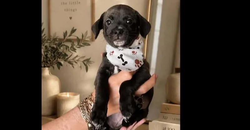 A baby small-sized male Black Chihuahua dog named Astro for adoption in Commerce City, CO