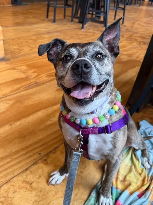 A senior medium-sized female Brown / Chocolate Mixed Breed dog named Kiwi for adoption in Cincinnati, OH