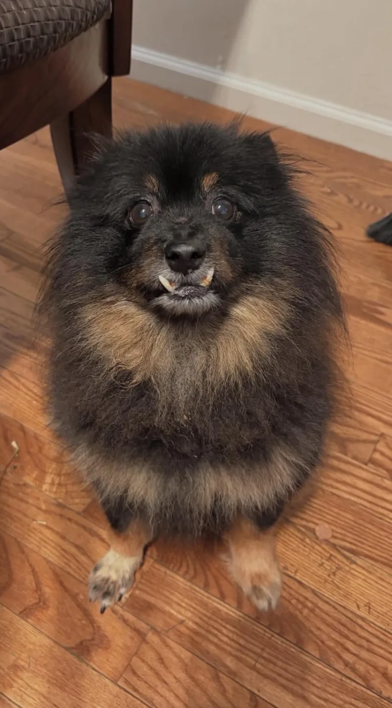 Louie