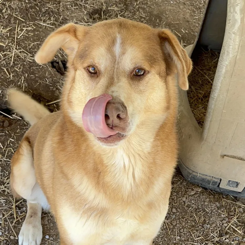 Smoky Linx thumbnail 2