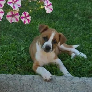 Cannoli