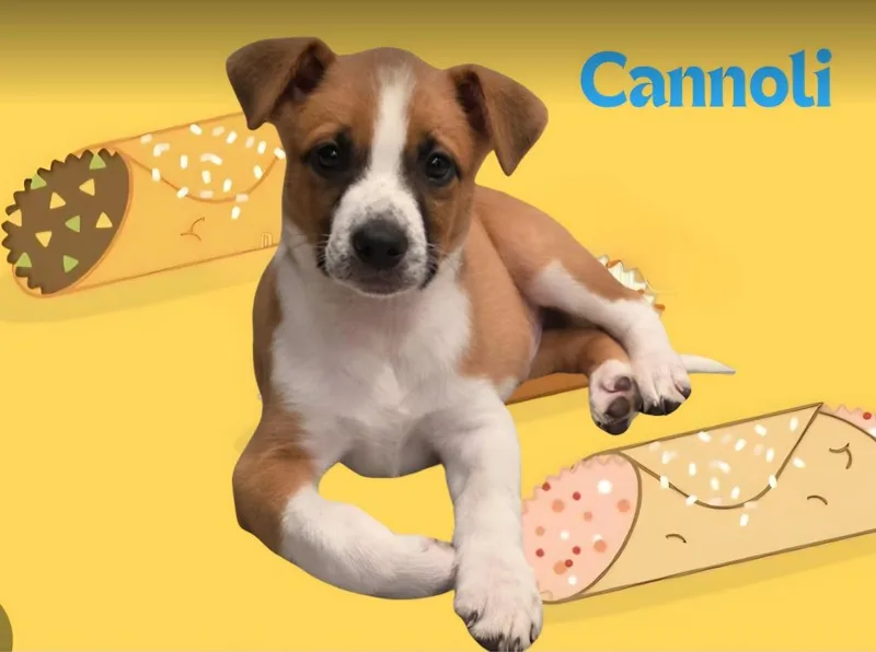 Cannoli thumbnail 2