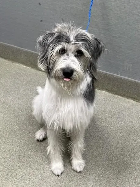 A young large-sized female Irish Wolfhound dog named Delta for adoption in Las Vegas, NV
