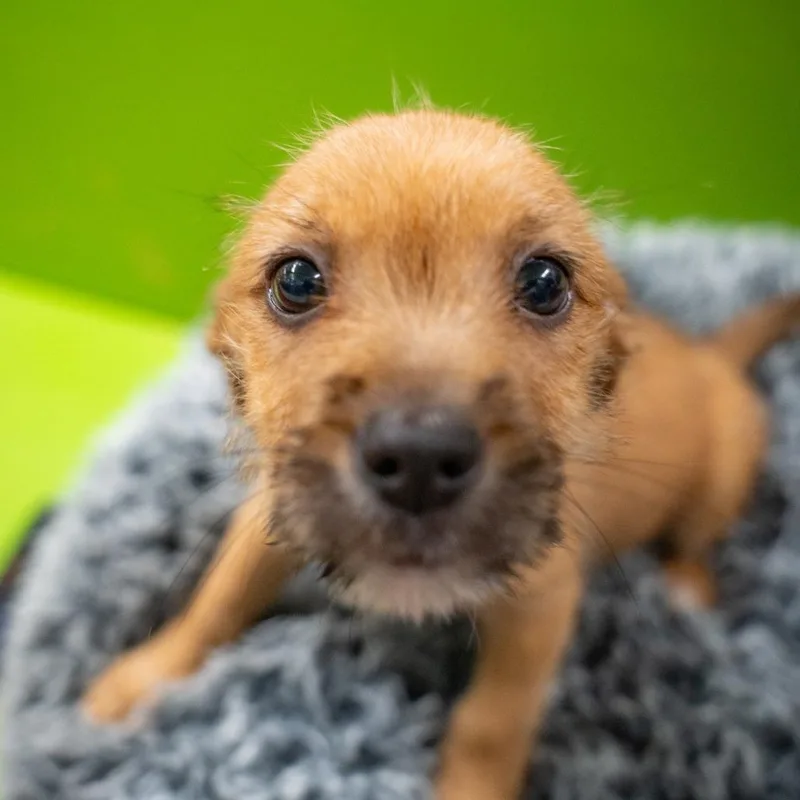 A baby medium-sized male Terrier dog named Tarantula for adoption in Gainesville, GA