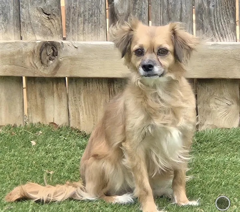 An adult small-sized female Brown / Chocolate Spaniel dog named Momma Pepper for adoption in Thornton, CO