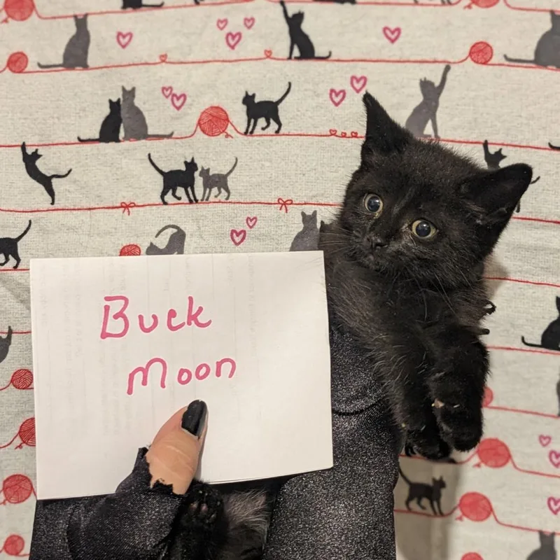 An adult small-sized male Black Domestic Short Hair cat named Buck Moon for adoption in Greenwood, MO