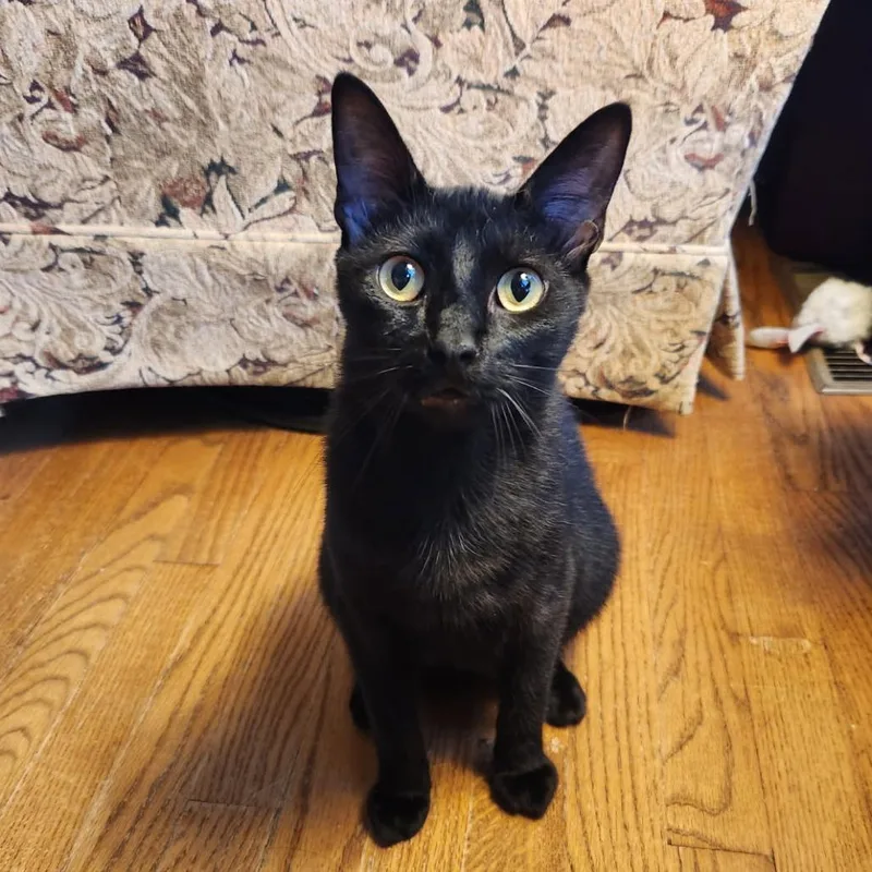 Buck Moon thumbnail 2