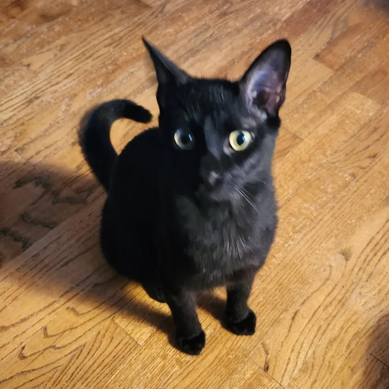 Buck Moon thumbnail 3