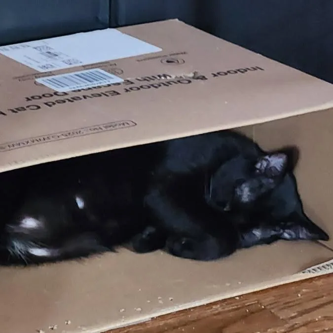 Buck Moon thumbnail 5