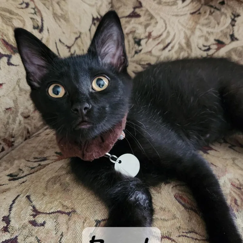 Buck Moon thumbnail 6