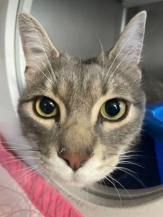 An adult medium-sized male Domestic Short Hair cat named Bob for adoption in Jackson, MI