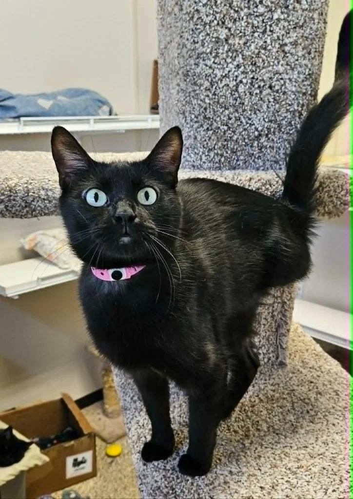 A young small-sized female Domestic Medium Hair cat named Mittsu for adoption in Fremont, OH