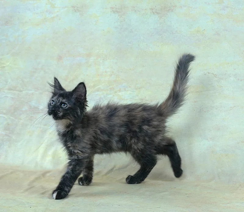 A baby medium-sized female Tortoiseshell Domestic Medium Hair cat named Kehlani Super Loving for adoption in Plano, TX