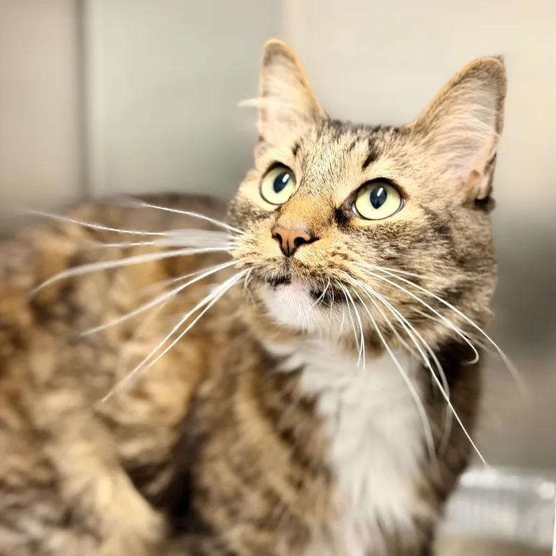 An adult medium-sized male Tabby (Brown / Chocolate) Domestic Medium Hair cat named Simba for adoption in Jackson, NJ
