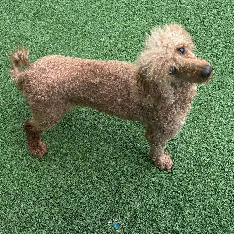 Zoomie Sue