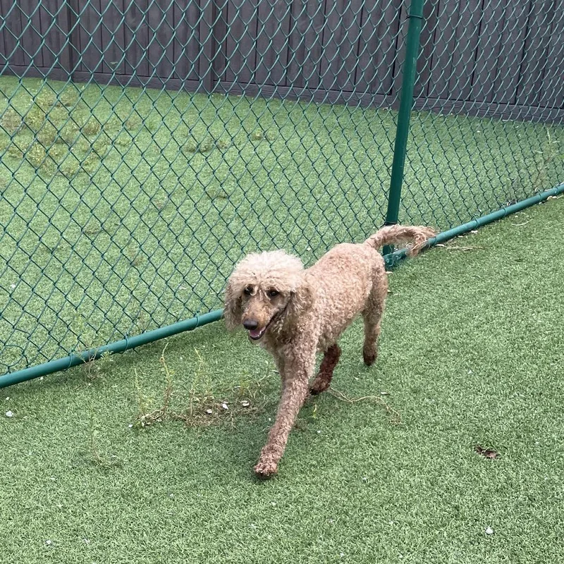 Zoomie Sue thumbnail 2