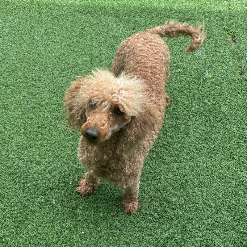 Zoomie Sue thumbnail 3