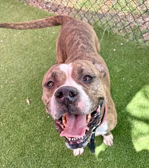An adult large-sized female Mixed Breed dog named Jule for adoption in Jacksonville, FL