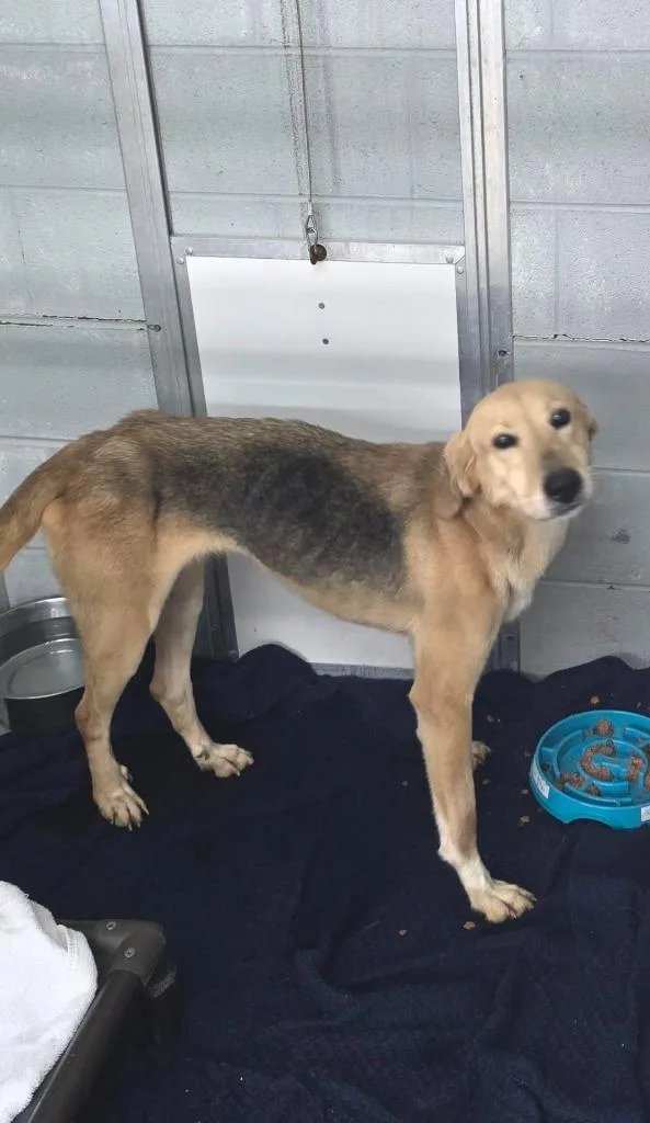 A young large-sized female German Shepherd Dog dog named Gracie for adoption in Camden, TN