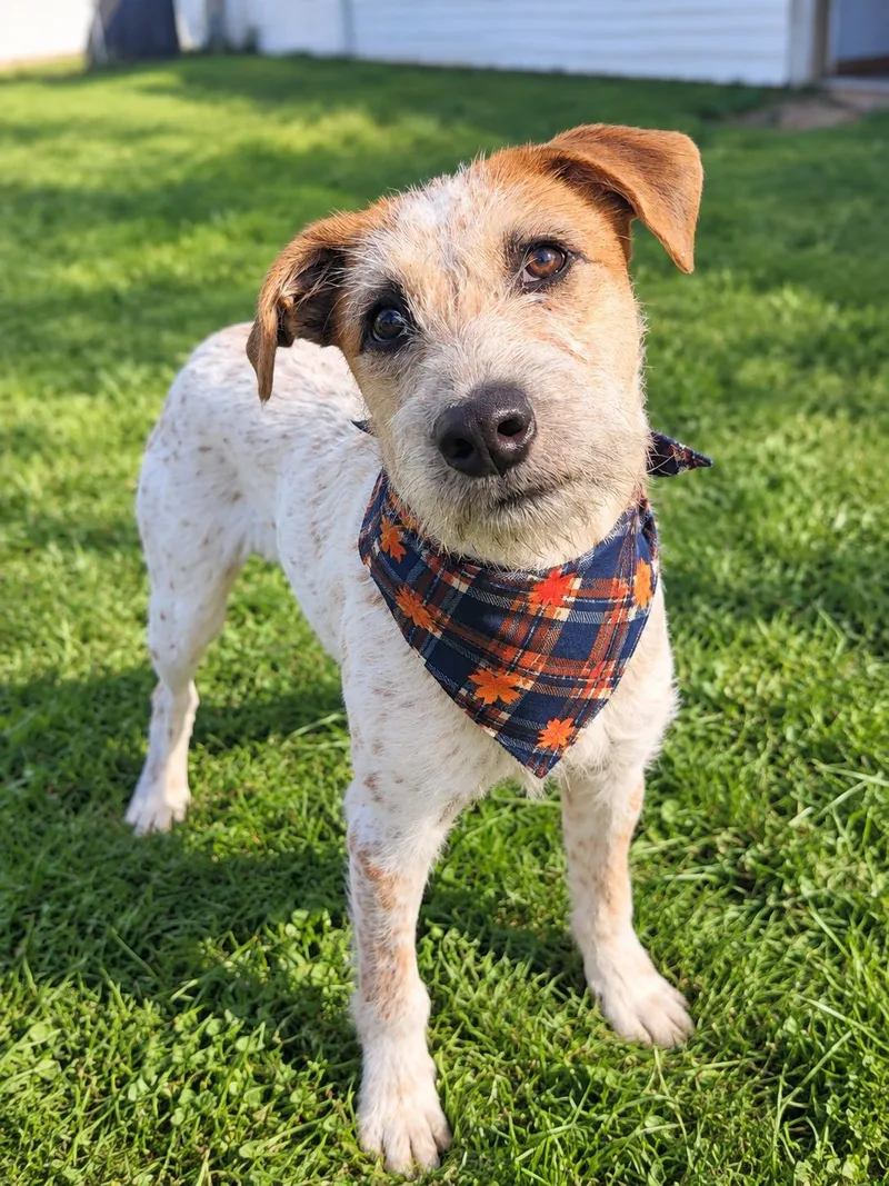 An adult medium-sized male White / Cream Mixed Breed dog named Nacho for adoption in Wooster, OH