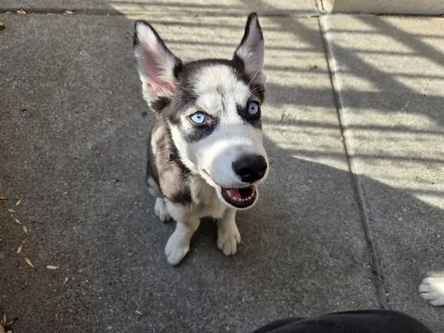 A baby small-sized female Siberian Husky dog named Cinnamon for adoption in Antioch, CA