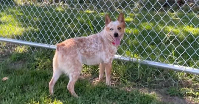 ACD x Corgi Charlie