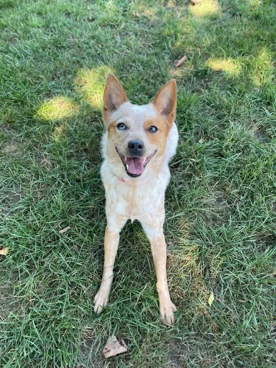 ACD x Corgi Charlie thumbnail 2