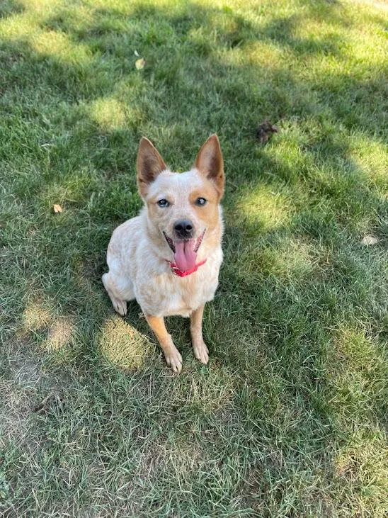 ACD x Corgi Charlie thumbnail 3