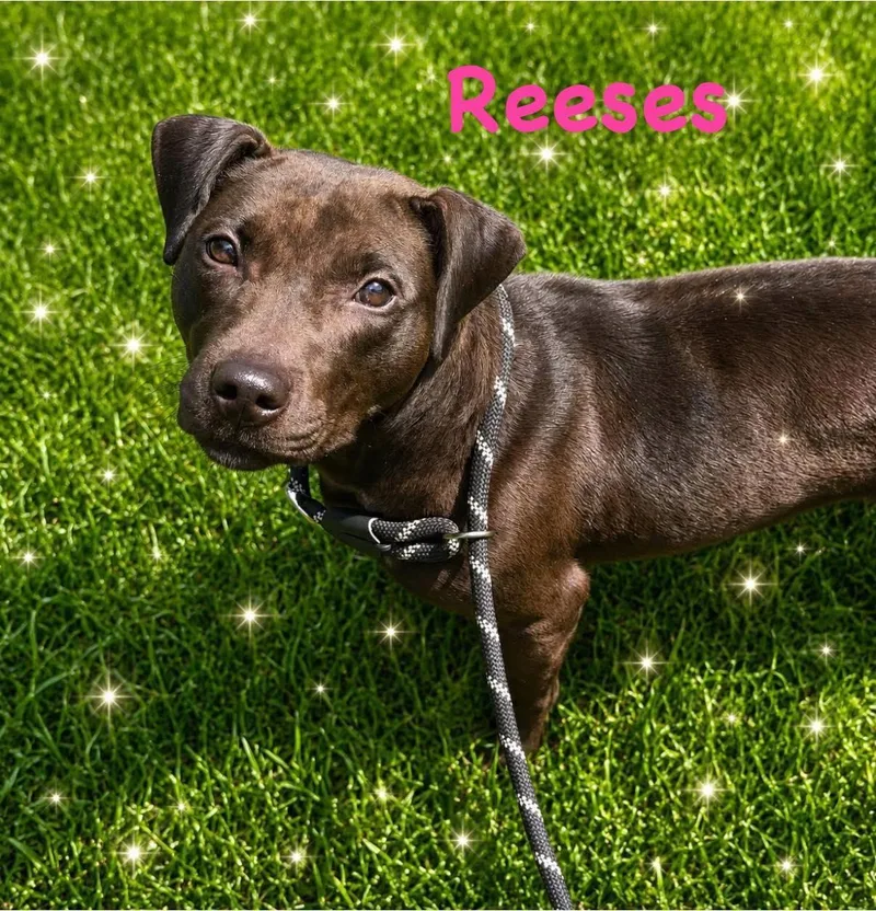 Reeses