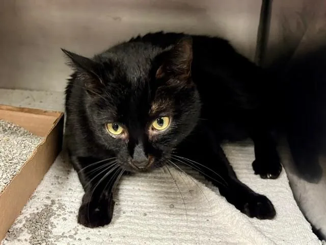 An adult small-sized male Domestic Short Hair cat named Doug for adoption in Fort Wayne, IN