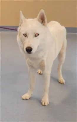 An adult large-sized male Husky dog named Sailor for adoption in San Jose, CA