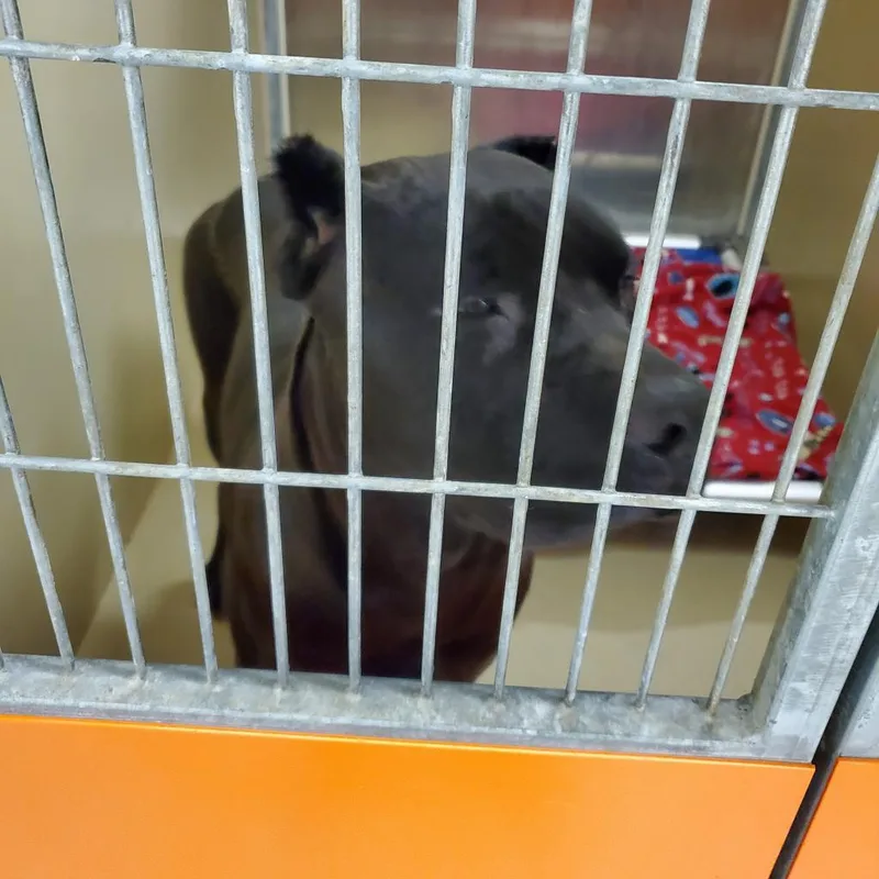 An adult large-sized male Black Mixed Breed dog named Blackey for adoption in Philadelphia, PA
