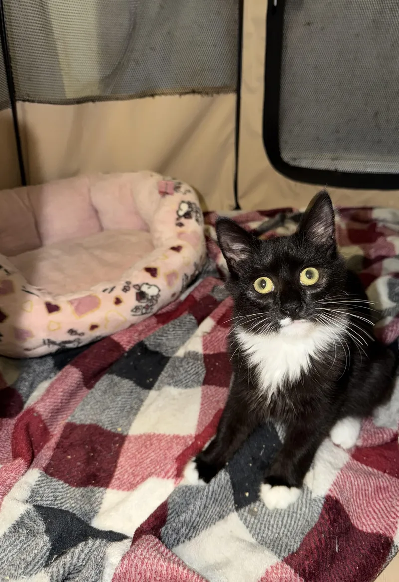 A baby medium-sized female Black & White / Tuxedo Domestic Medium Hair cat named Nightfur for adoption in Hamilton, NJ
