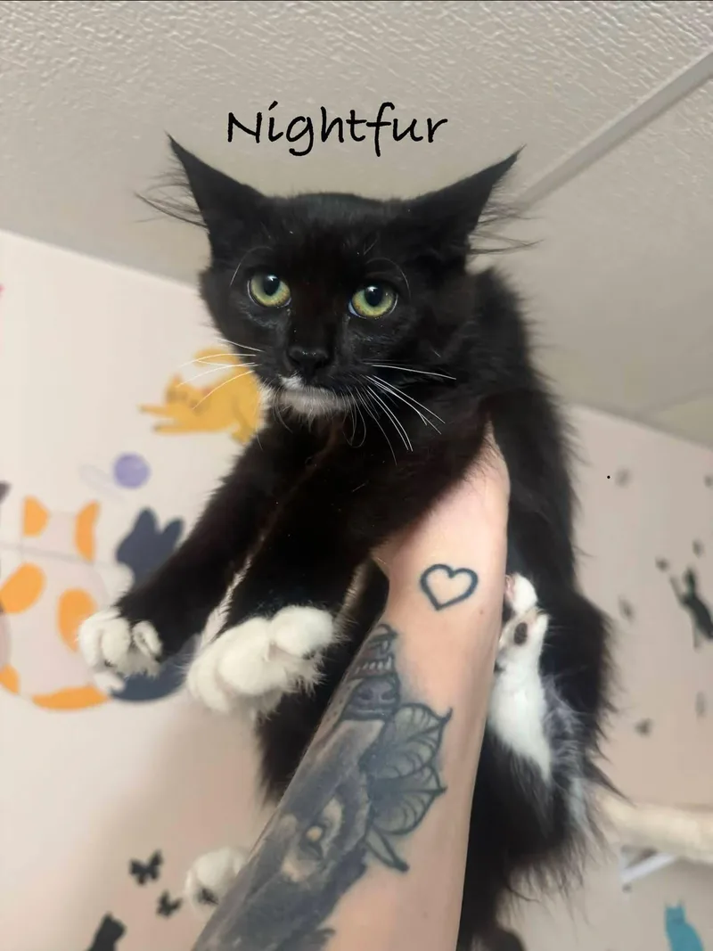 Nightfur thumbnail 3