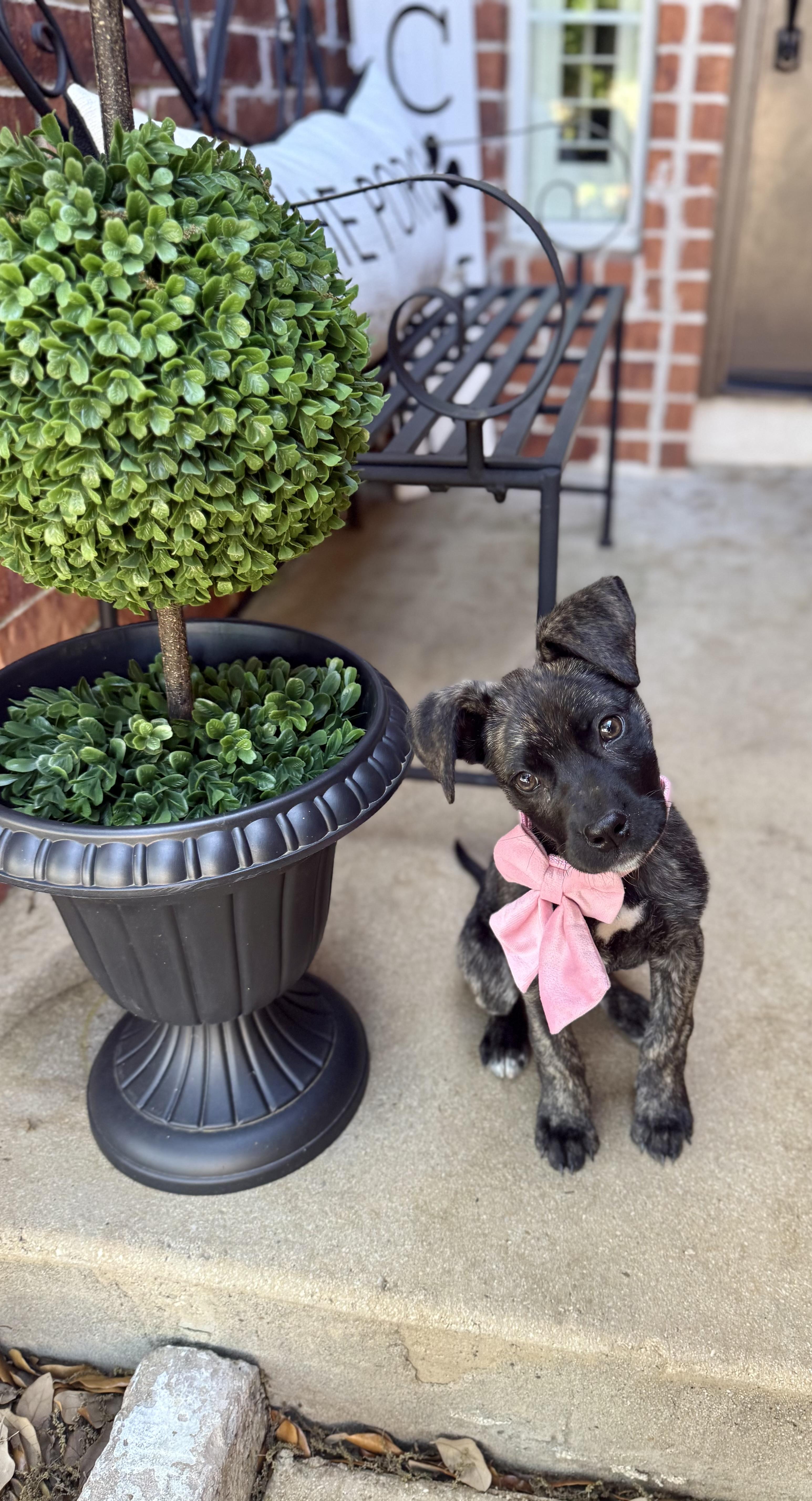 Bridget thumbnail 6