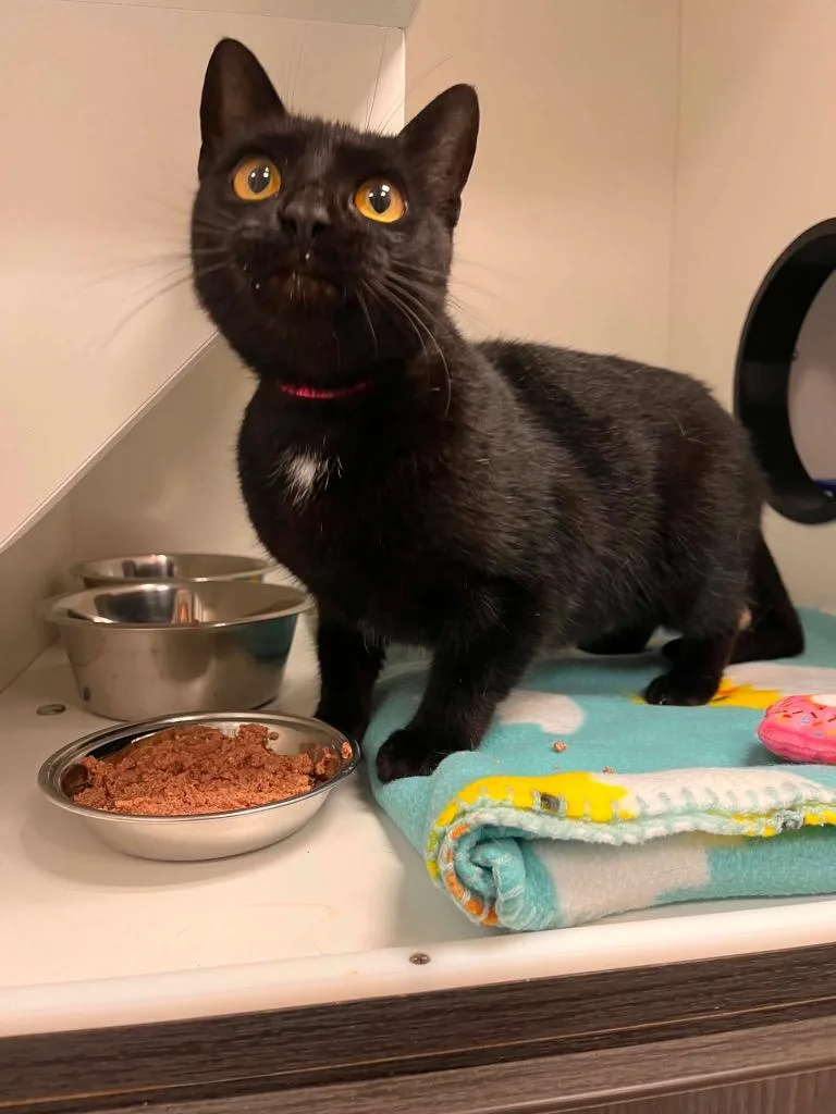 An adult medium-sized female Black Domestic Short Hair cat named Kayda for adoption in Frankfort, KY