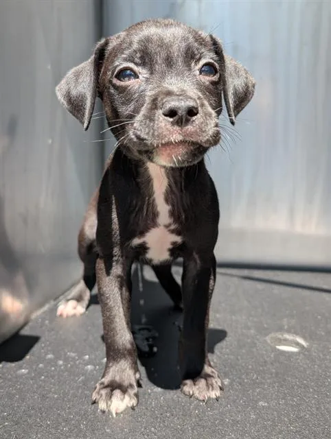 A baby small-sized male Labrador Retriever dog named Butch for adoption in San Antonio, TX