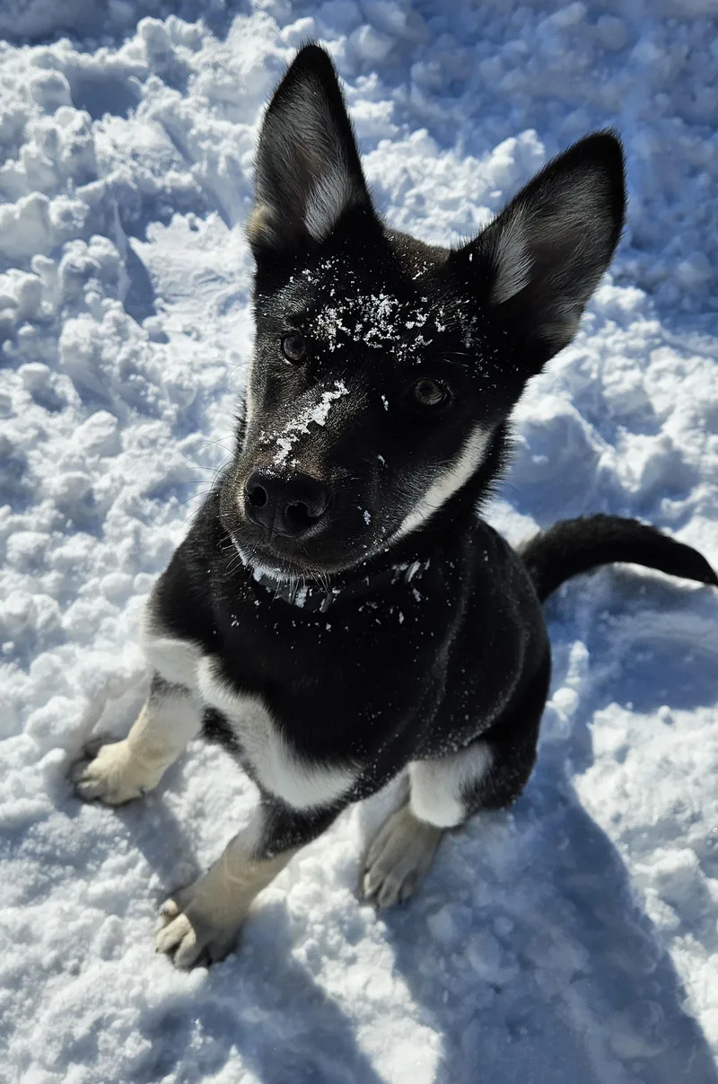 A young medium-sized female German Shepherd Dog dog named Echo for adoption in Richboro, PA