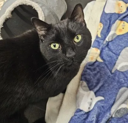 An adult small-sized male Domestic Short Hair cat named Thumper for adoption in Phoenix, AZ