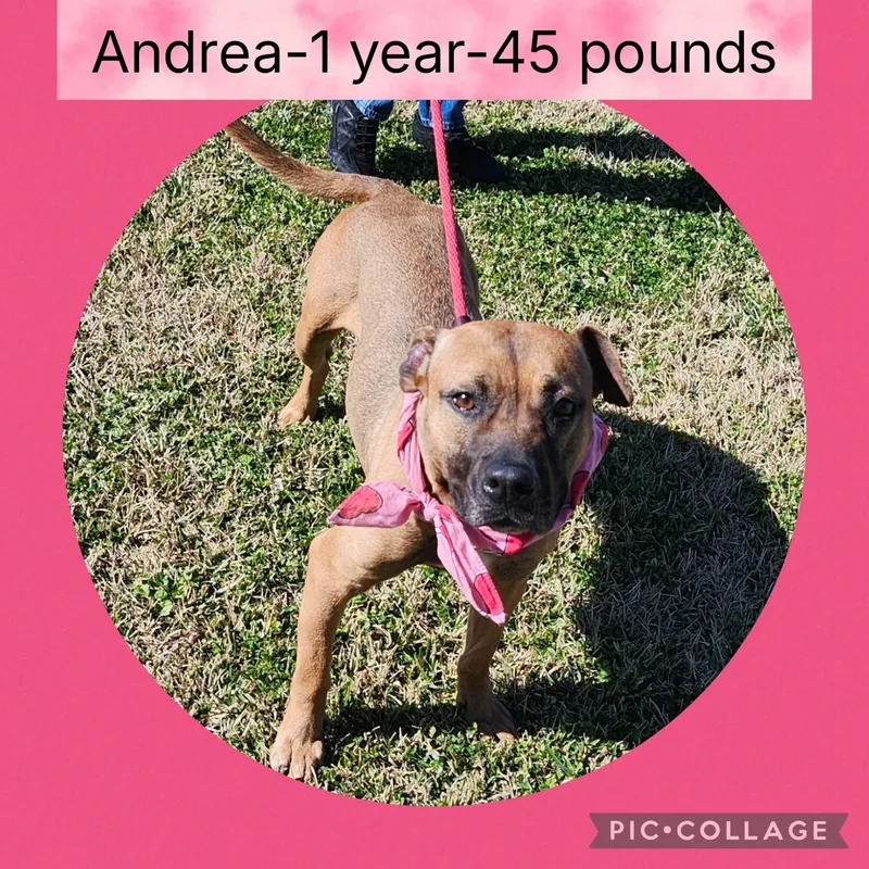 An adult medium-sized female Golden Mixed Breed dog named Andrea for adoption in New Iberia, LA