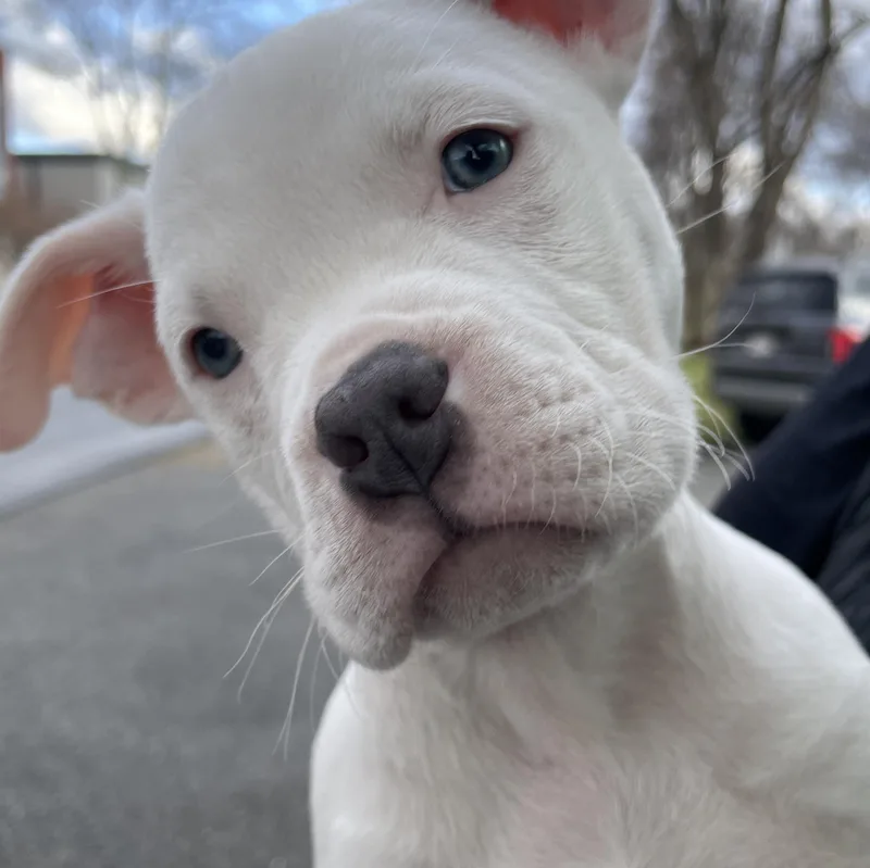 Cygnus Stardust  Local thumbnail 2