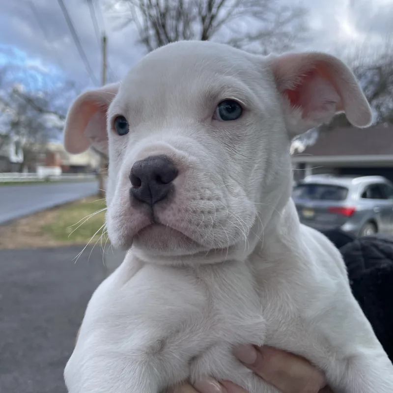 A baby medium-sized male White / Cream Boxer dog named Cygnus Stardust Local for adoption in Andover, MA